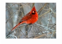 020204_7207-TS-Male Cardinal